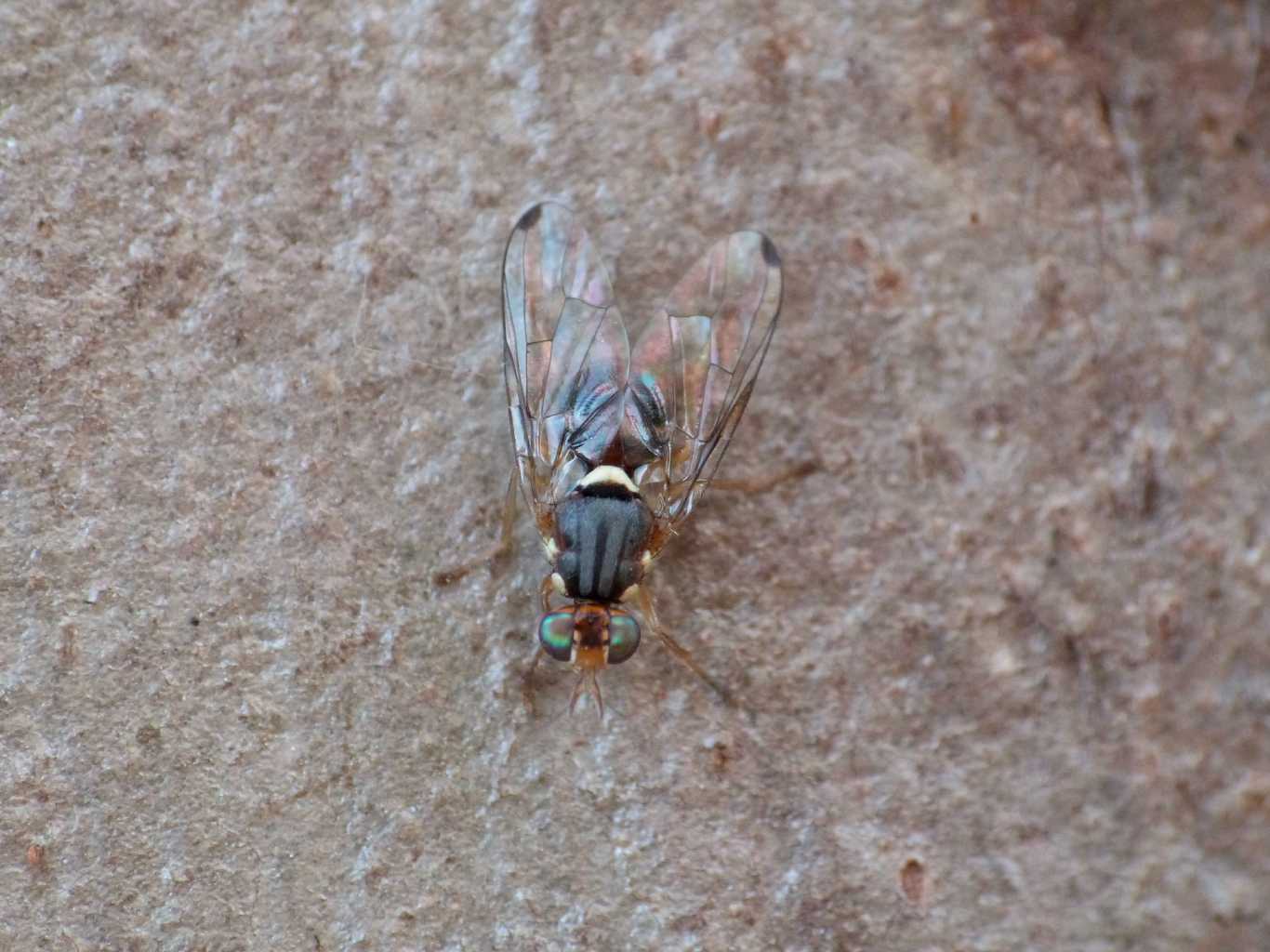 Bactrocera oleae (Tephritidae)